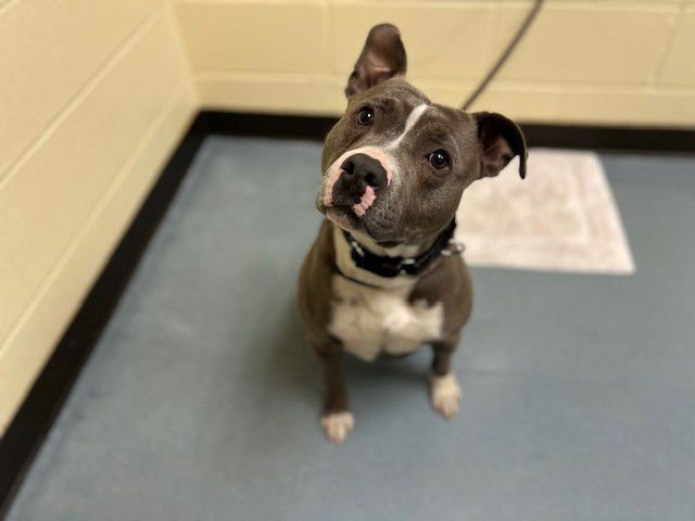 DODGER - Pit Bull Terrier available for adoption