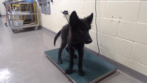 BATMAN - German Shepherd Dog available for adoption