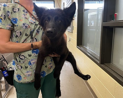 AURA - German Shepherd Dog available for adoption