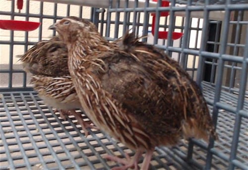 GARMOND - Quail available for adoption