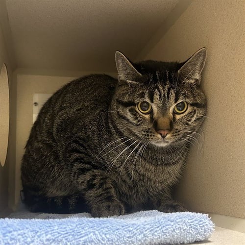IVERN - Domestic Short Hair available for adoption