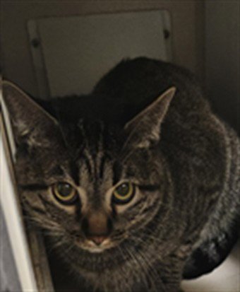 IVERN Image