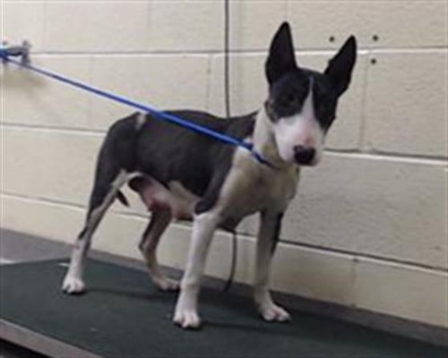 TOEWS - Miniature Bull Terrier available for adoption