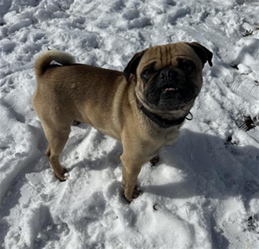 SPHEAL - Pug available for adoption