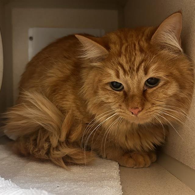 PURRCASSO - Domestic Medium Hair available for adoption