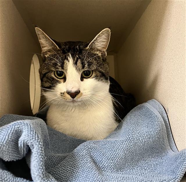 RAFA - Domestic Short Hair available for adoption