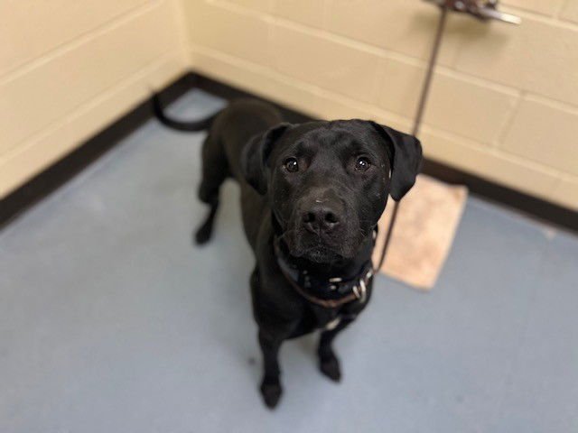 BEAR - Labrador Retriever / Pit Bull Terrier available for adoption