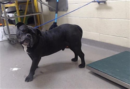 BRO - English Bulldog available for adoption