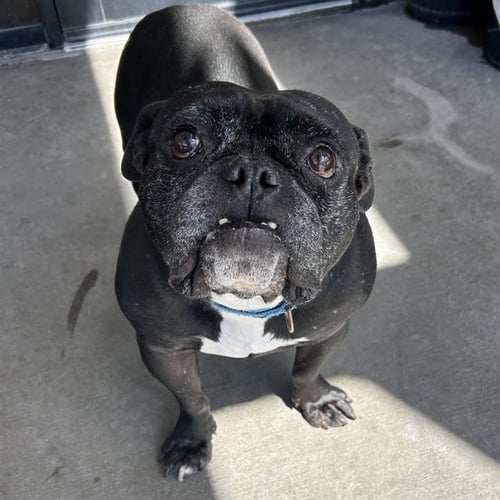 BRO - English Bulldog available for adoption