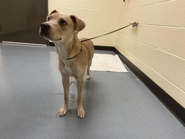 NAMI - Labrador Retriever available for adoption