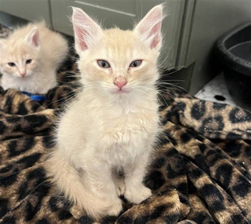 OLIVIA - Domestic Short Hair available for adoption