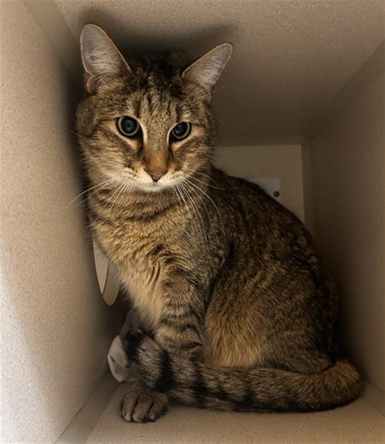 LEO - Domestic Short Hair available for adoption