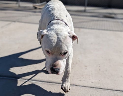 LAWRENCE - American Staffordshire Terrier available for adoption