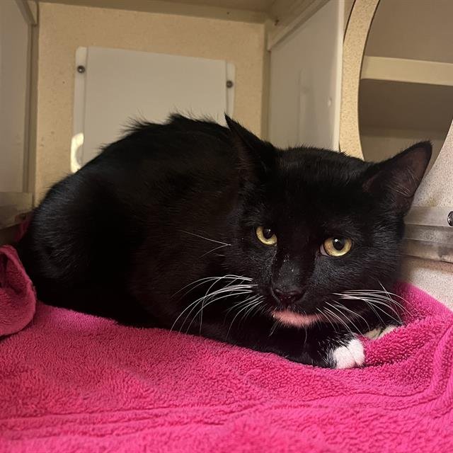 WIDOW - Domestic Short Hair available for adoption