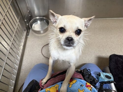 COCONUT - Terrier available for adoption