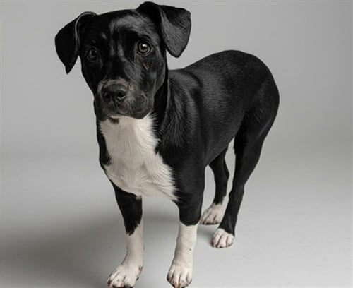 EURYDICE - Beagle available for adoption