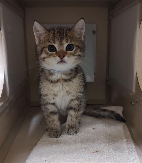 TABBY Image
