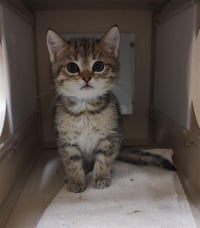 TABBY - Photo 1