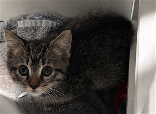DUA LIPAW - Domestic Short Hair available for adoption