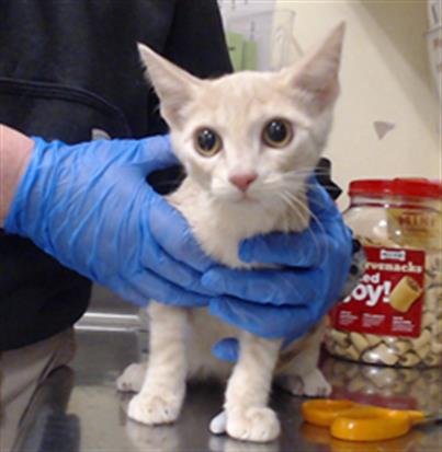 BEAR - Domestic Short Hair available for adoption