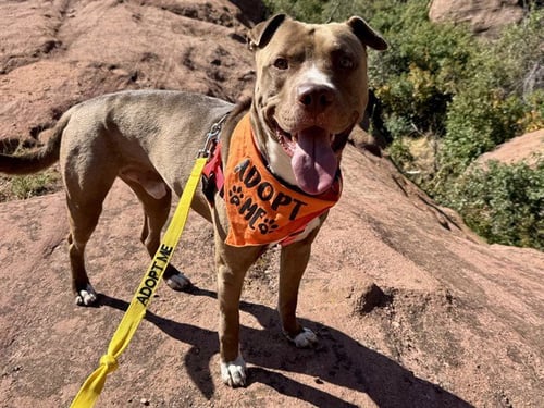 CHICO - American Pit Bull Terrier available for adoption