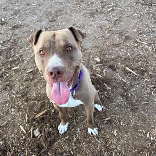 CHICO - American Pit Bull Terrier available for adoption