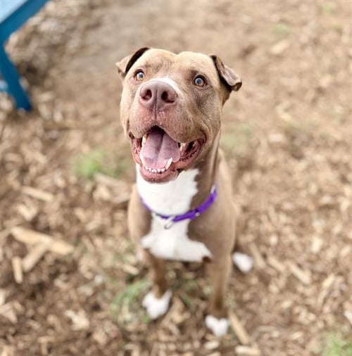 CHICO - American Pit Bull Terrier available for adoption