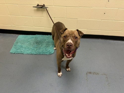 CHICO - Pit Bull Terrier available for adoption