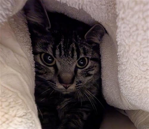 KATANA - Domestic Short Hair for adoption in Denver