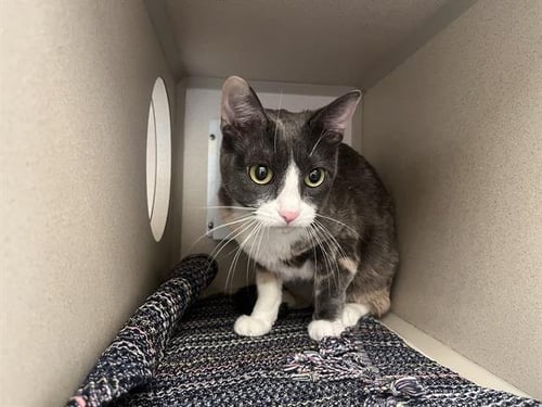 FLUFFY - Domestic Short Hair available for adoption