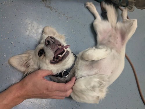 CONNECT FOUR - Papillon available for adoption