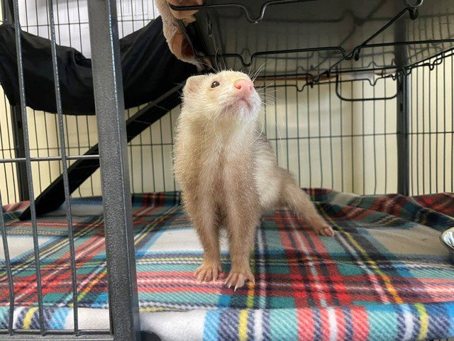 FERRET BUELLER Image