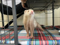 FERRET BUELLER - Photo 1