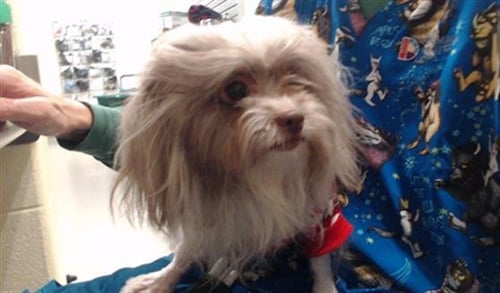 MINNIE - Shih Tzu / Poodle (Miniature) available for adoption