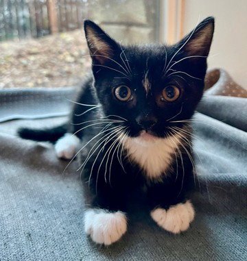 GARY - Domestic Short Hair available for adoption