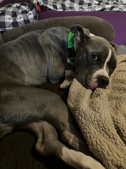 CRISMIS - American Pit Bull Terrier available for adoption