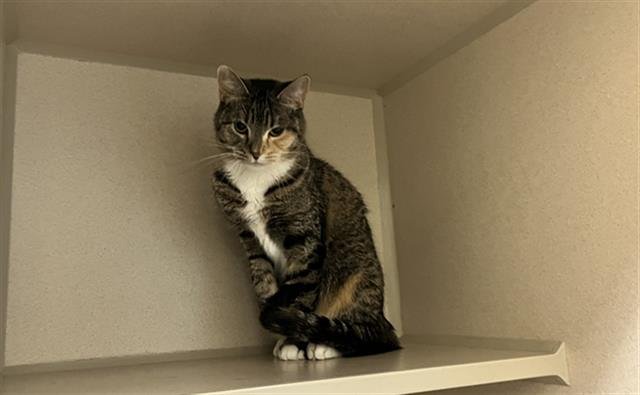 BELLA - Domestic Short Hair available for adoption