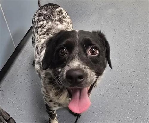 BOW - Australian Cattle Dog/Blue Heeler / Cocker Spaniel available for adoption