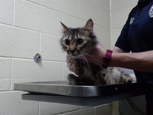 JEWEL - Domestic Long Hair for adoption in Arvada