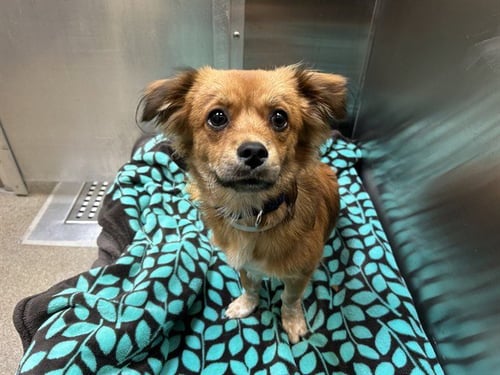 PATAS - Chihuahua / Shih Tzu available for adoption