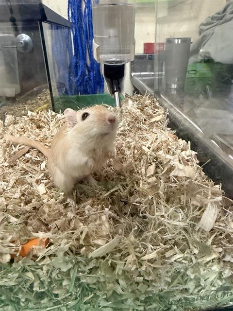 CRACKLE - Gerbil available for adoption