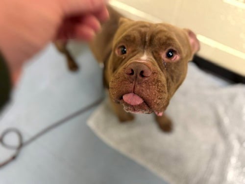 BABY BOWSER - English Bulldog available for adoption