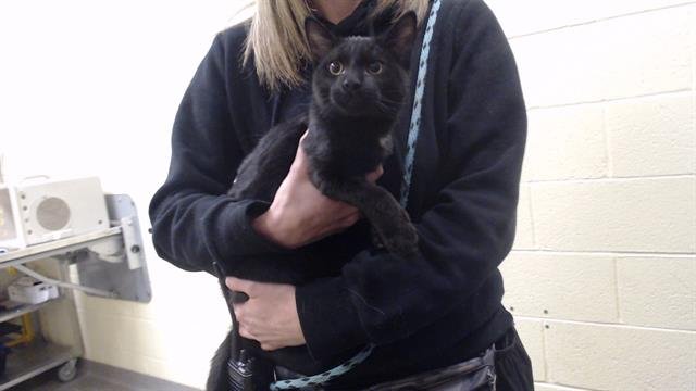 STEWART - Domestic Short Hair available for adoption