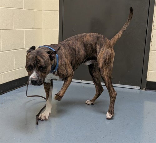 BASALT - American Pit Bull Terrier available for adoption