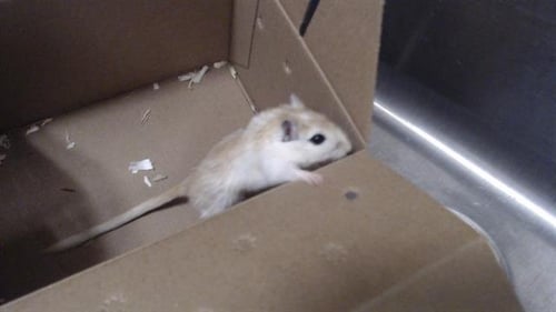 WILLOW - Gerbil available for adoption
