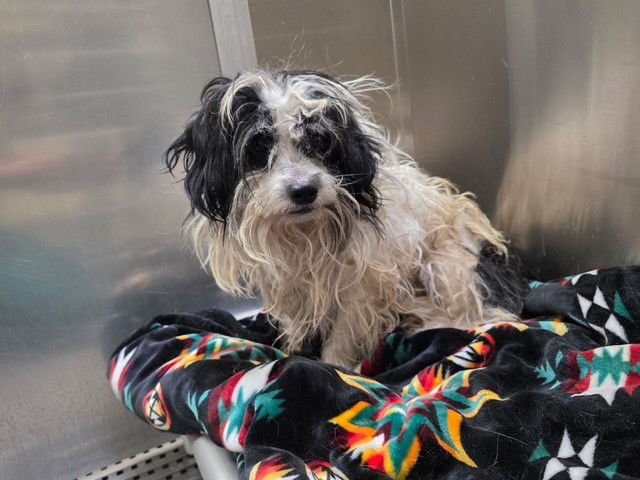 FLAT WHITE - Shih Tzu available for adoption