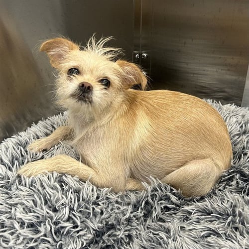 STAPLER - Chihuahua available for adoption