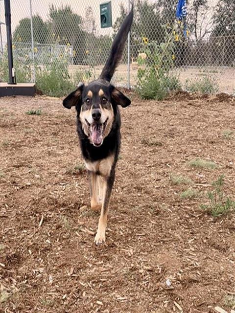 LINUS - German Shepherd Dog / Border Collie available for adoption