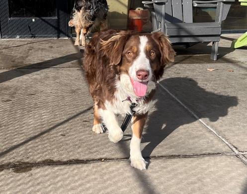 RED - Australian Shepherd available for adoption