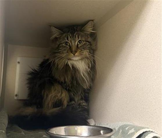 SAMMY - Domestic Long Hair available for adoption